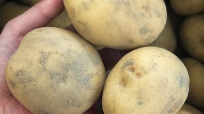 🥔 놓치면 후회! 찜요리용 포근포근 감자 국내산 할인 후기! 🥔